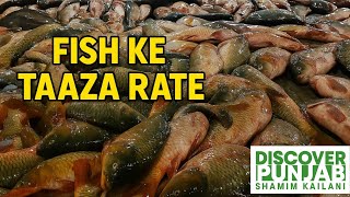 Pakistan Biggest Fish Market Fresh Fish Rates Today Hazrat Kailianwala Fish Mandi Live