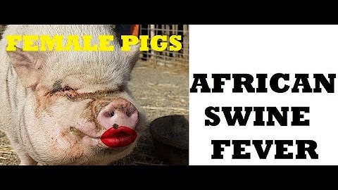 AFRICAN SWINE FEVER