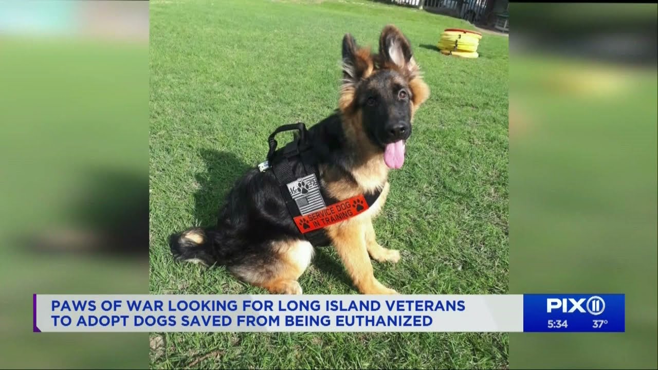 Paws of War on WPIX 11  - Riley, Echo and Lucy