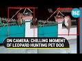 Viral video | Watch: Leopard jumps over a gate, grabs pet dog by its neck and escapes