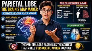 🧠Parietal Lobe.🧠