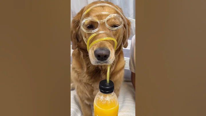 Watch the video about Try Not to Laugh Awesome Pets #funnypets #funny #cat #funnyshorts #funnyanimals #pets #viral