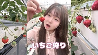 VLOG | 念願のいちご狩り〜🍓 strawberry picking in japan [ みゆの日記 miyu’s diary ]