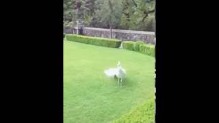 طاووس يفرد ريشه