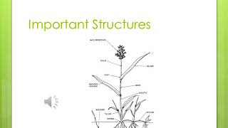 Turfgrass CM & Insects