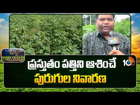 Control of Cotton Sucking Insects | ప్రస్తుతం పత్తిని ఆశించే పురుగుల నివారణ | Matti Manishi | 10TV - 10TVNEWSTELUGU