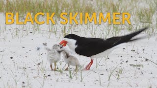 Black Skimmer