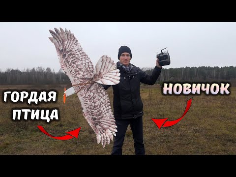 Видео: Орёл - птица гордая! Собрал самолет и пытаюсь полетать. Обзор на Dancing Wings Hobby E15