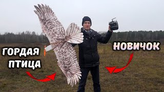 Орёл - птица гордая! Собрал самолет и пытаюсь полетать. Обзор на Dancing Wings Hobby E15