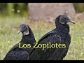 Los Zopilotes (2002).