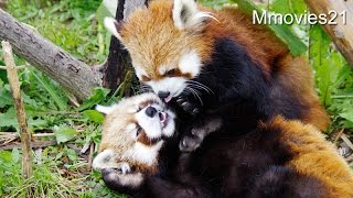 Red Panda Grooming,tenderly mom 優しいお母さんレッサーパンダ・ココ