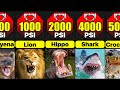 Most powerful bites in animal kingdom  comparison