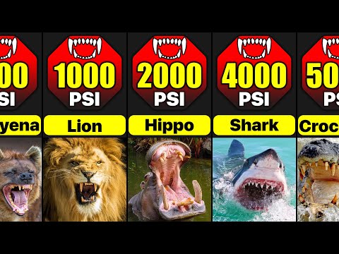 Most Powerful Bites In Animal Kingdom