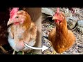 ボロボロだった廃鶏が生まれ変わりました#64