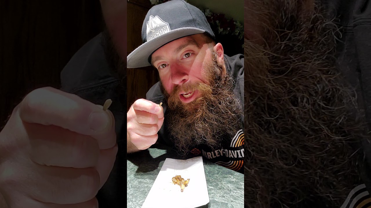 #EatingWeirdShit Crickets 