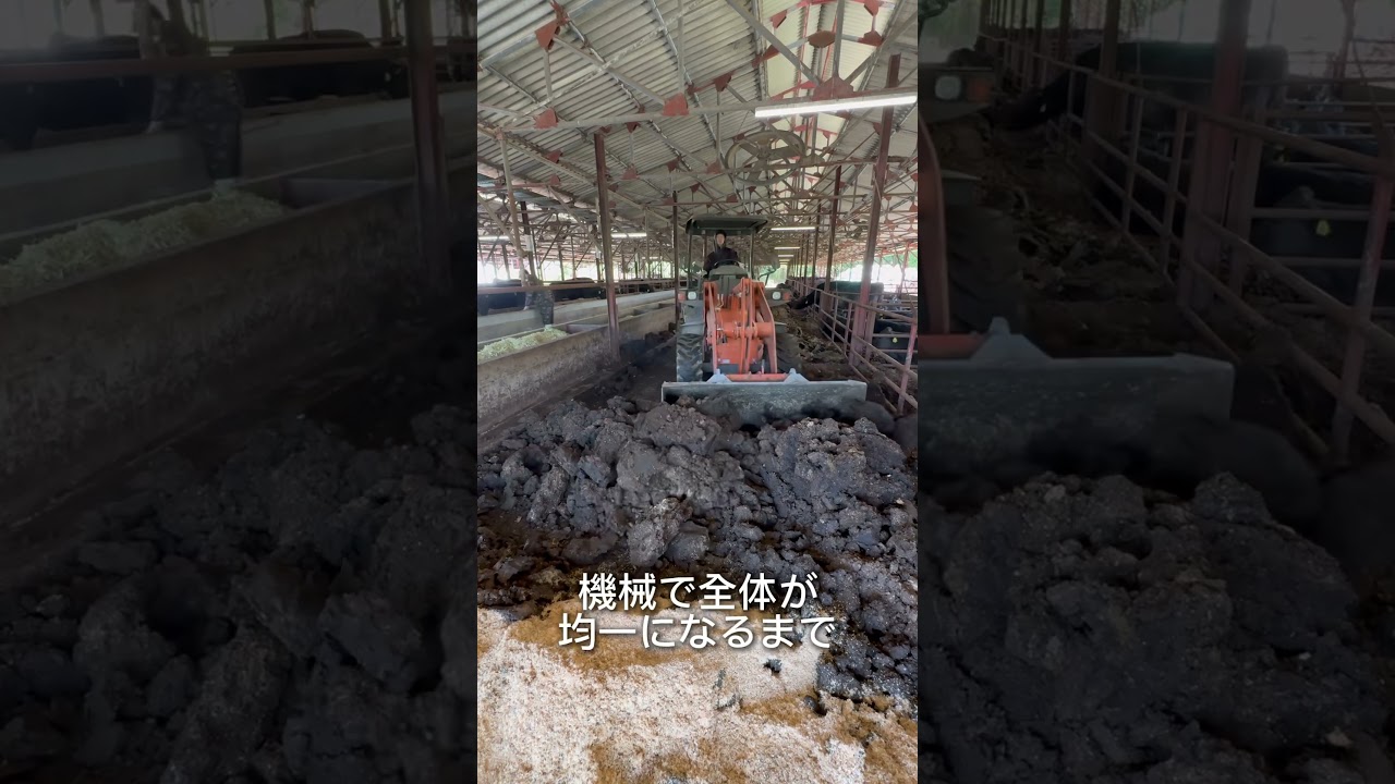 Cow's Bed] This is what changing the cow's bedding looks like