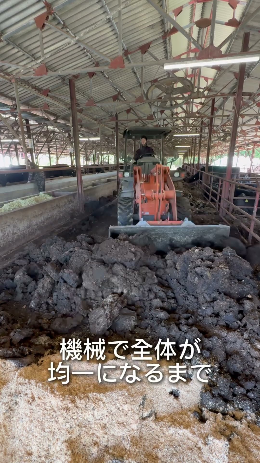Cow's Bed] This is what changing the cow's bedding looks like