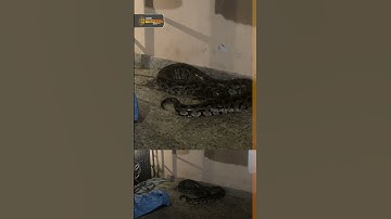 രാത്രി പഠിക്കാൻ ഇരിക്കവേ കസേരയിൽ പെരുമ്പാമ്പ്; പത്ത് വയസുകാരി രക്ഷപ്പെട്ടത് തലനാരിഴയ്ക്ക് | PYTHON