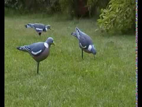 chasse à la palombe, pigeon hunting , new decoys - YouTube