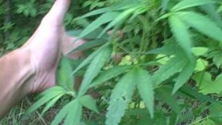 VID00020.AVI