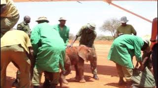 RESCUE OF SHUJAA | Sheldrick Trust
