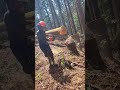 Felling fail 反省　間一髪　気をつけましょう　