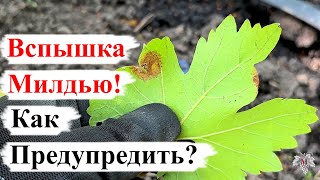 Как ПРЕДУПРЕДИТЬ Вспышку МИЛДЬЮ на ВИНОГРАДНИКЕ!