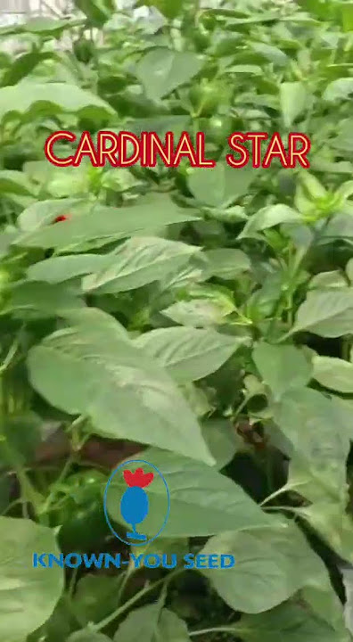 Paprika CARDINAL STAR, paprika unggul tahan virus dan produktif🫑🫑🫑🫑