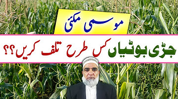 Weeds management in Autumn Maize || Crop Reformer