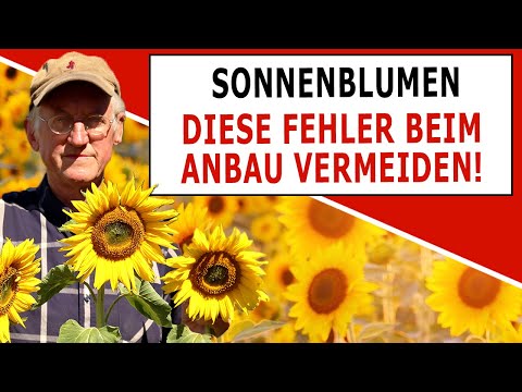 Video: Sonnenblumenschädlinge und Sonnenblumenprobleme