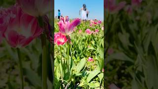 🌷 WALKING THROUGH A DREAM! | Tulip Festival 2026 🌷 #TulipFestival #SpringVibes #BloomSeason