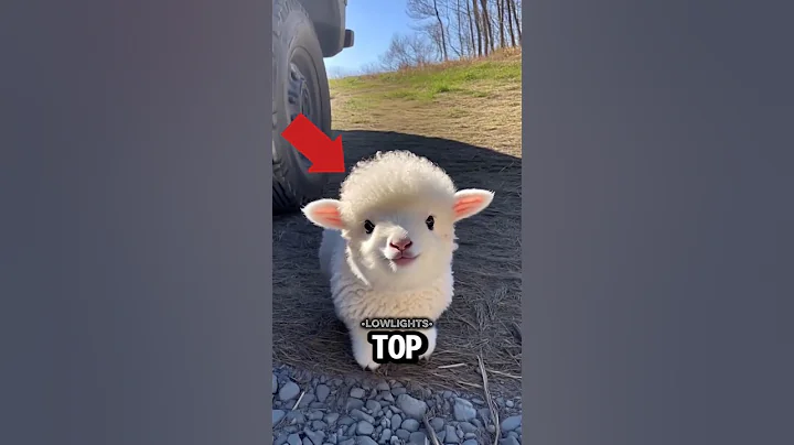 TOP 5 CUTEST BUT DANGEROUS ANIMALS 🐾 #cutest #animals #shorts thumbnail