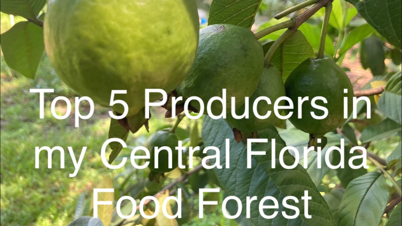 My top 5 producing fruit trees in Central Florida zone 9b YouTube
