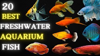 Top 20 Best Freshwater Aquarium Fish 🐟
