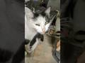 🐈⬛ Мысықтар кельды 🐾