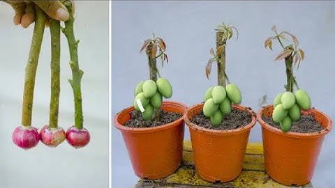 Chiết cành xoài dê như ăn kẹo con ních cũng làm được