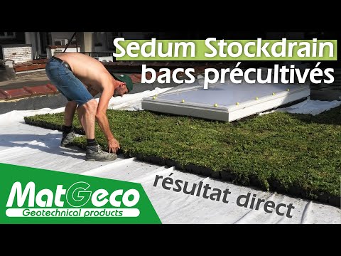 Sedum StockDrain