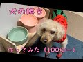 犬の１００均材料で餌台つくってみた　