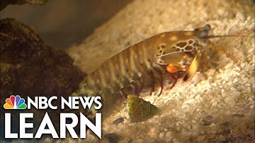 Science Behind the News: Bio-Inspired Materials