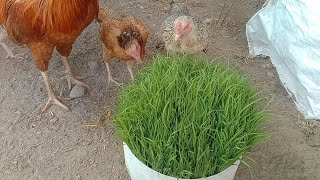 How to grow rice using soil as chicken feed