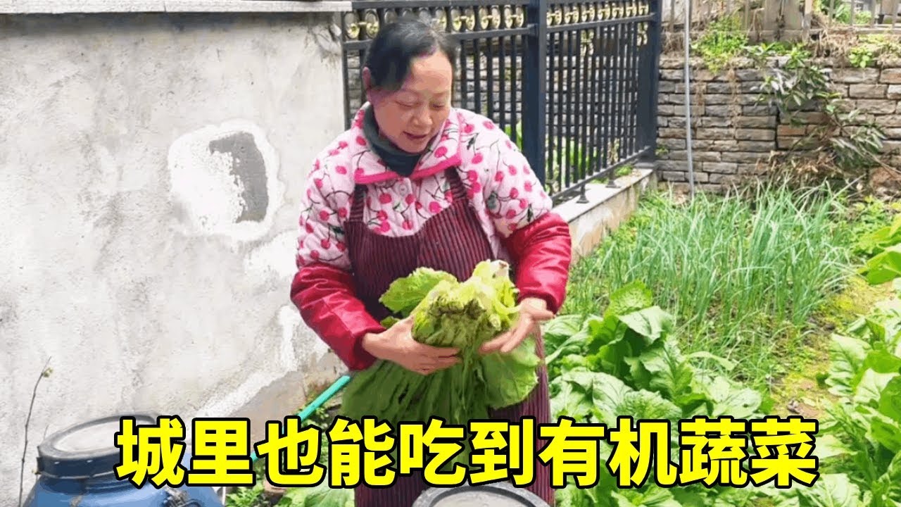 在城里也能吃到有机蔬菜了，有个这样的姑姑真好#记录真实生活 #夫妻日常 #纯天然绿色蔬菜 #姑姑