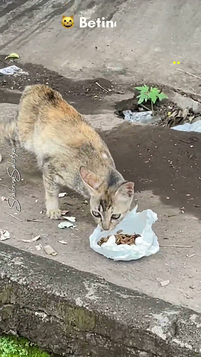 Stop Jalan Kaki Mau Kasih Makan Kucing Jalanan Lapar | Feeding Hungry Mom Straycat #catlovers