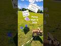 KITE FLYING &amp; A FRENCHIE BULLDOG FLYING HIGH IN 2026 #kiteflying #kites #frenchbulldog