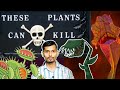 शिकार करणे वाला पौधा / carnivorous plants in hindi / Interesting facts
