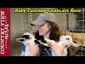 Goat Birth Caught on Camera.  2 Baby Fainting Goats make a Great Early Birthday Present for Rebekah