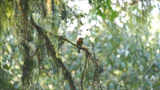 HBT - Pyrrhomyias cinnamomeus - Cinnamon Flycatcher