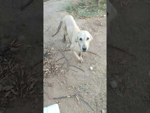 1404 06 18 شیلا در روز حم له اسی به ح ما س در قطر   