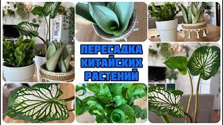 Пересадка Растений из Китая / Как Проходит Адаптация?