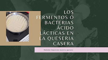 ¿Cómo se utilizan las bacterias en la fabricación del queso?