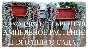 Супер ампельное растение украсит ваш сад. Дихондра серебристая. Не требует ухода и быстро растет